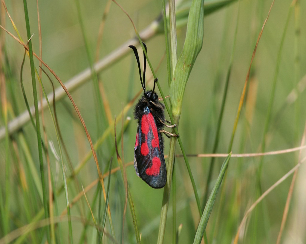 Zygaena.....?